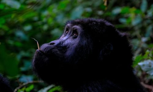 pexels-francesco-ungaro-1238275